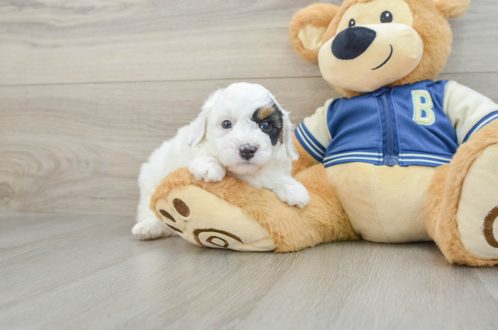 5 week old Mini Aussiedoodle Puppy For Sale - Seaside Pups