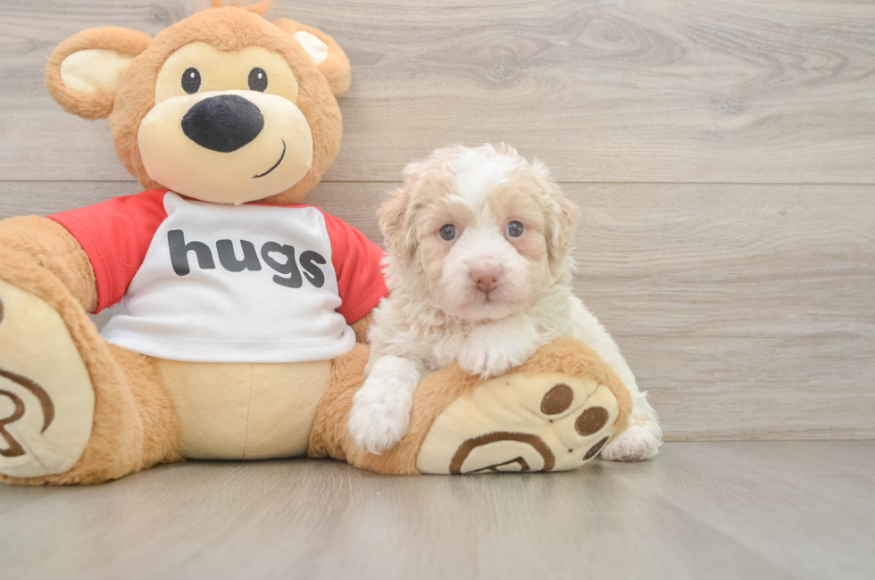 5 week old Mini Aussiedoodle Puppy For Sale - Seaside Pups