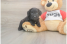 Cute Mini Aussiedoodle Baby