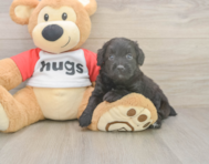 6 week old Mini Aussiedoodle Puppy For Sale - Seaside Pups