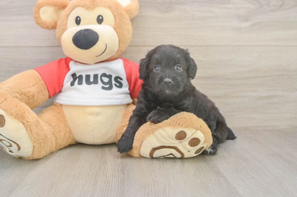 5 week old Mini Aussiedoodle Puppy For Sale - Seaside Pups