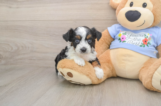 Mini Aussiedoodle Puppy for Adoption
