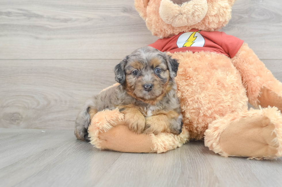 11 week old Mini Aussiedoodle Puppy For Sale - Seaside Pups