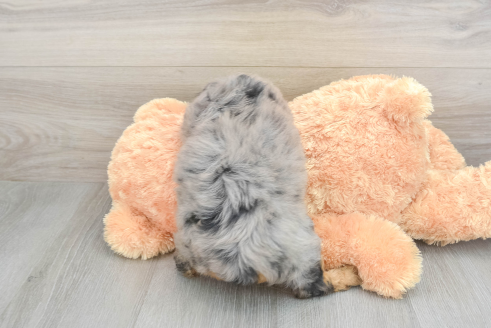 Mini Aussiedoodle Pup Being Cute