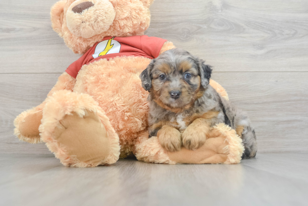 Funny Mini Aussiedoodle Poodle Mix Pup