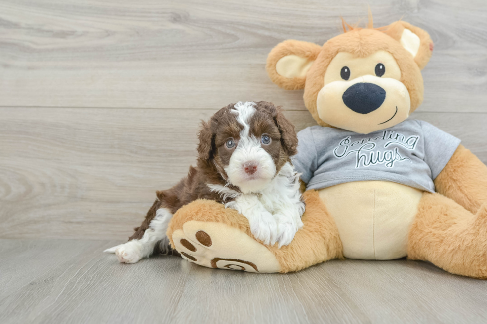 Mini Aussiedoodle Puppy for Adoption