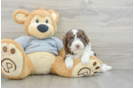 Fluffy Mini Aussiedoodle Poodle Mix Pup