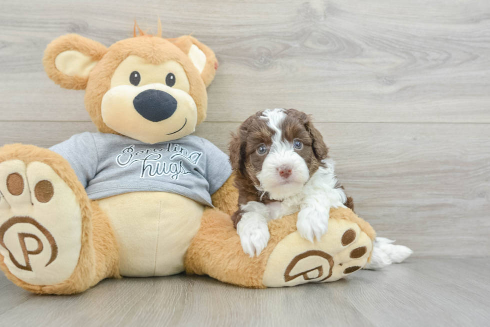 Fluffy Mini Aussiedoodle Poodle Mix Pup