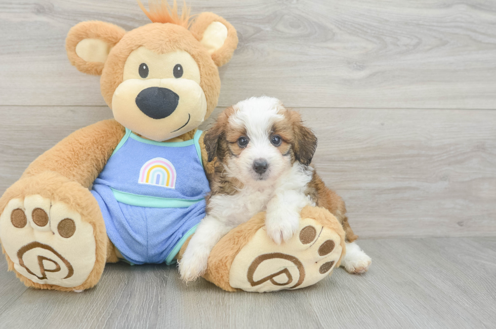 5 week old Mini Aussiedoodle Puppy For Sale - Seaside Pups