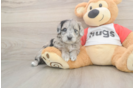 Funny Mini Aussiedoodle Poodle Mix Pup