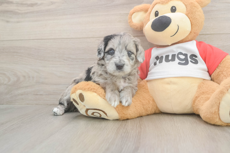 5 week old Mini Aussiedoodle Puppy For Sale - Seaside Pups
