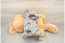 Funny Mini Aussiedoodle Poodle Mix Pup