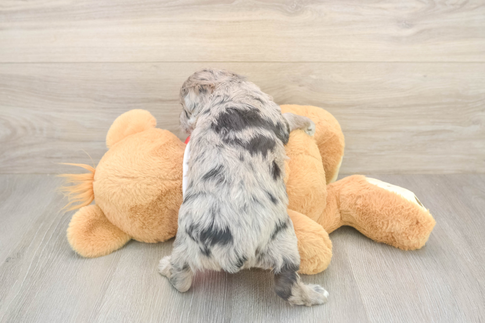 Funny Mini Aussiedoodle Poodle Mix Pup