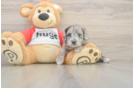 Happy Mini Aussiedoodle Baby