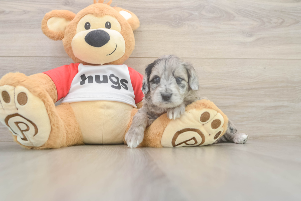 Happy Mini Aussiedoodle Baby