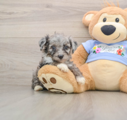 7 week old Mini Aussiedoodle Puppy For Sale - Seaside Pups