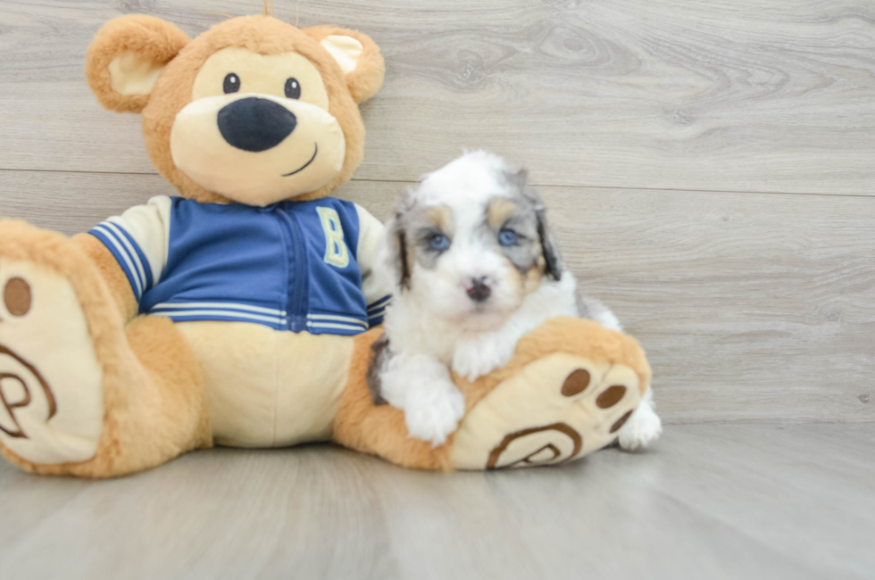 5 week old Mini Aussiedoodle Puppy For Sale - Seaside Pups