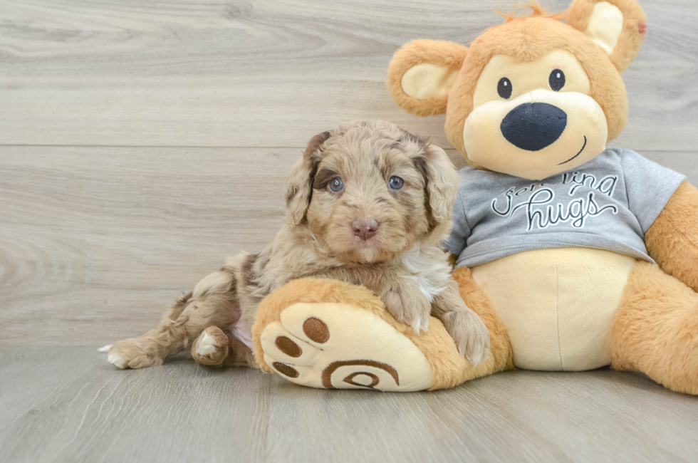 6 week old Mini Aussiedoodle Puppy For Sale - Seaside Pups