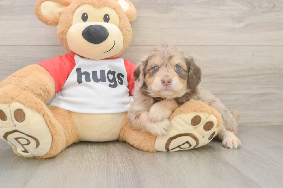 5 week old Mini Aussiedoodle Puppy For Sale - Seaside Pups
