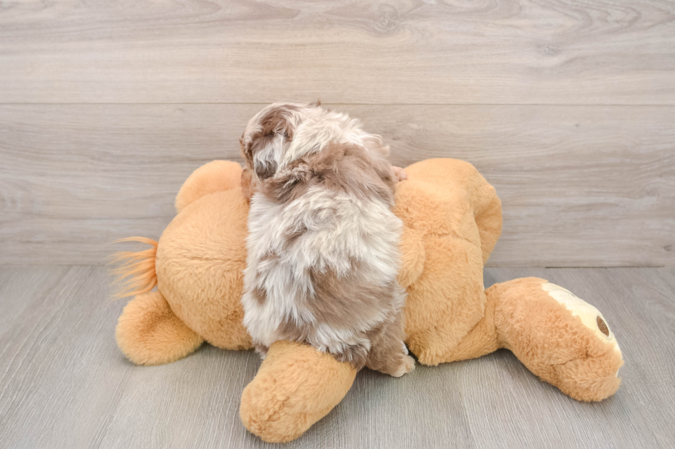 Mini Aussiedoodle Puppy for Adoption