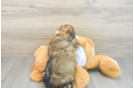 Friendly Mini Aussiedoodle Baby