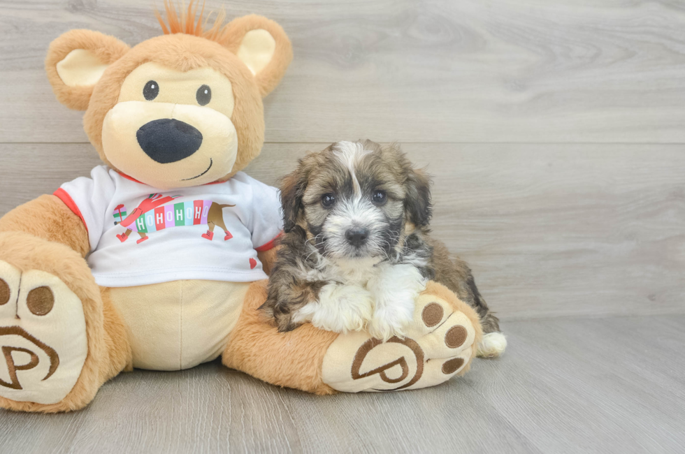 5 week old Mini Aussiedoodle Puppy For Sale - Seaside Pups