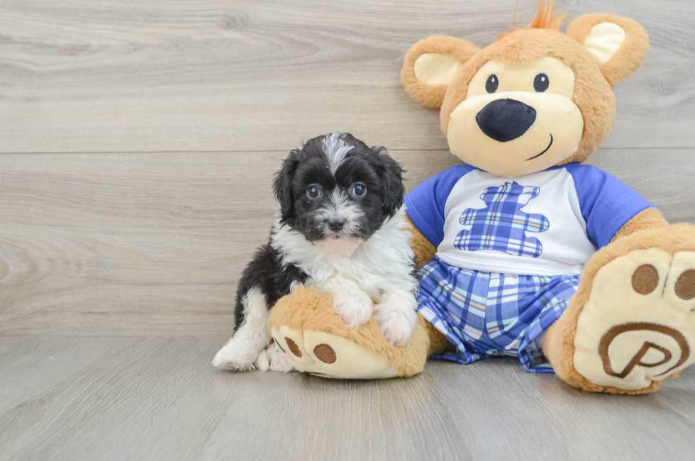 6 week old Mini Aussiedoodle Puppy For Sale - Seaside Pups