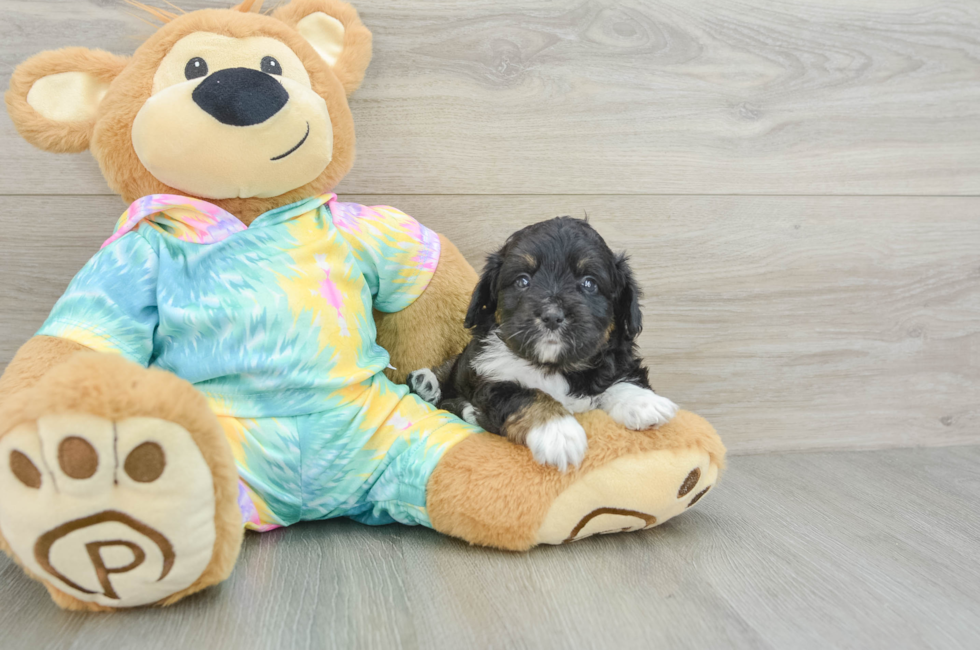 5 week old Mini Aussiedoodle Puppy For Sale - Seaside Pups