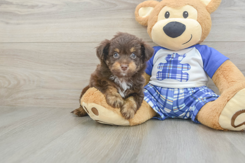 6 week old Mini Aussiedoodle Puppy For Sale - Seaside Pups