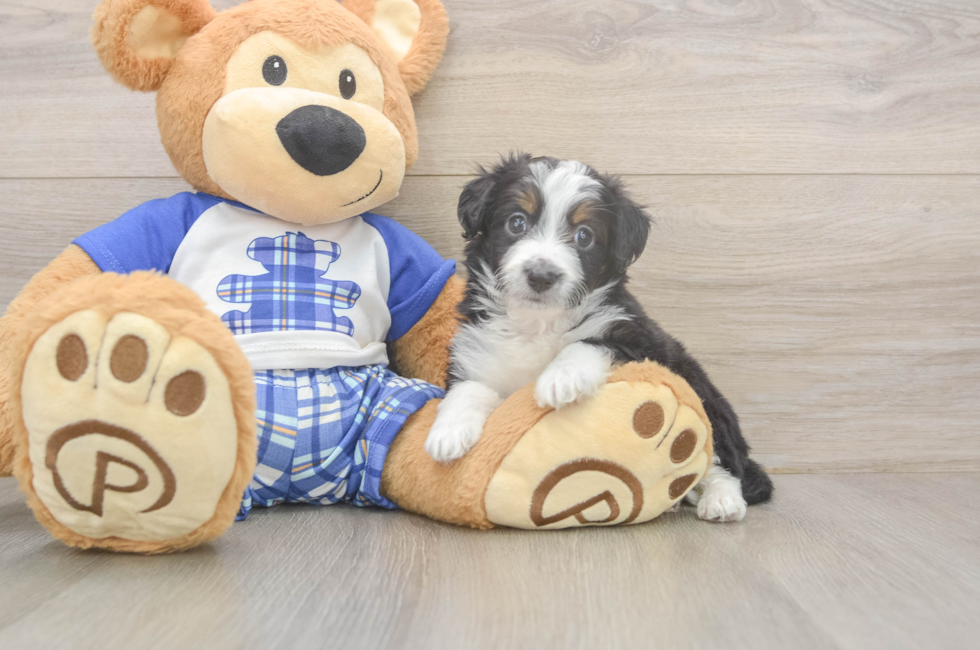 5 week old Mini Aussiedoodle Puppy For Sale - Seaside Pups