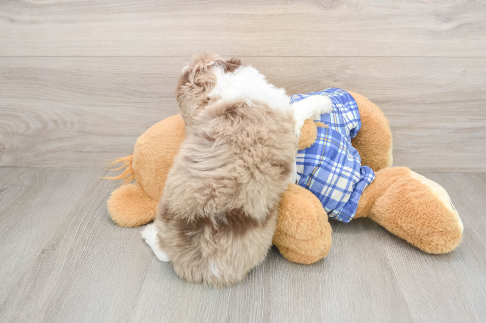 Best Mini Aussiedoodle Baby