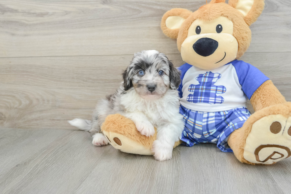 Playful Mini Aussiepoodle Poodle Mix Puppy