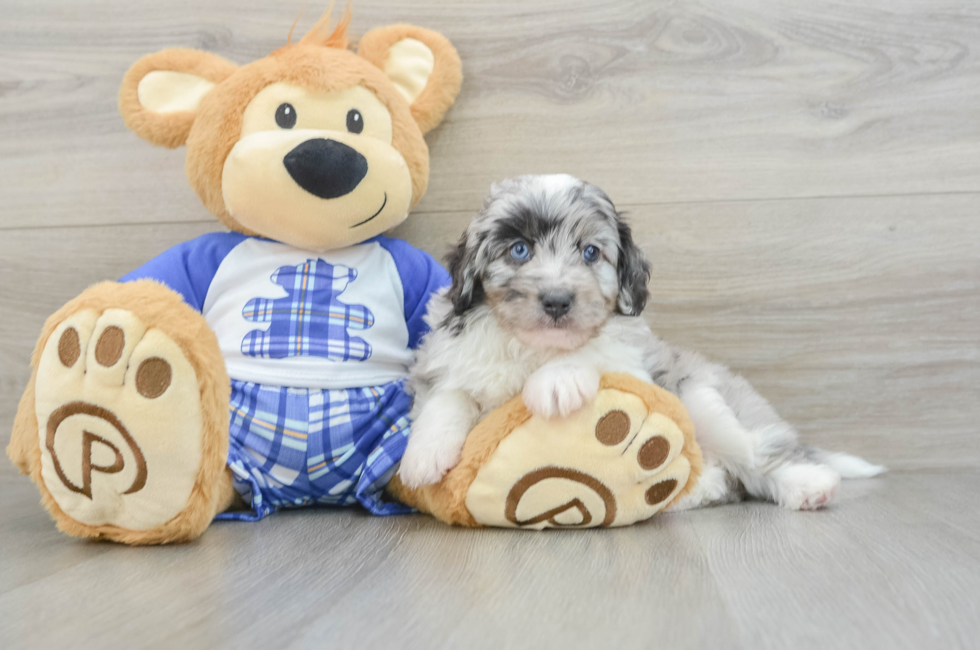 6 week old Mini Aussiedoodle Puppy For Sale - Seaside Pups