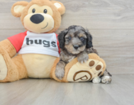 8 week old Mini Aussiedoodle Puppy For Sale - Seaside Pups