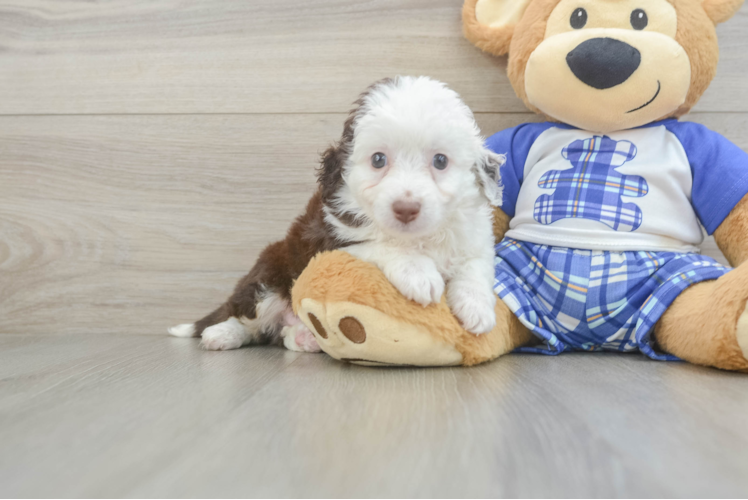 Mini Aussiedoodle Pup Being Cute