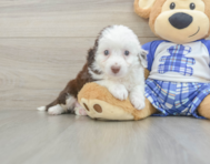 8 week old Mini Aussiedoodle Puppy For Sale - Seaside Pups