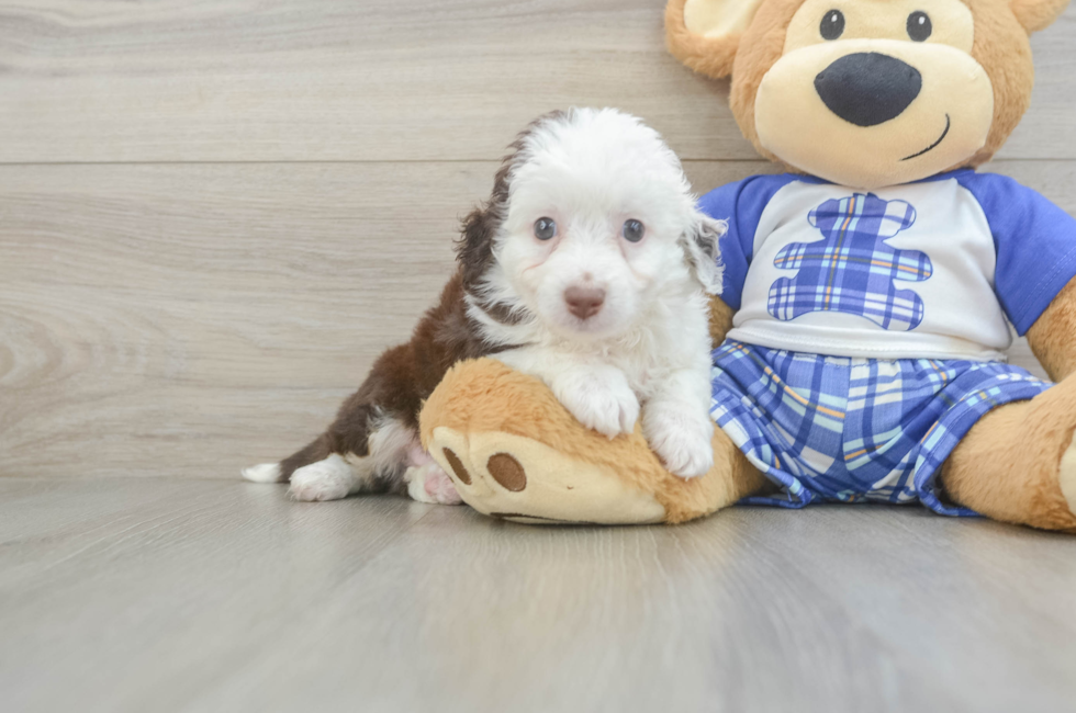 6 week old Mini Aussiedoodle Puppy For Sale - Seaside Pups