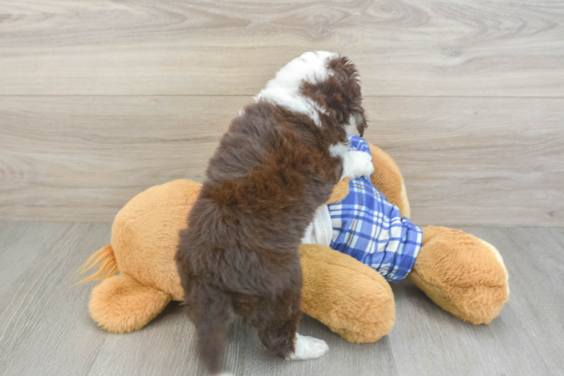 Meet Olaf - our Mini Aussiedoodle Puppy Photo 2/3 - Seaside Pups