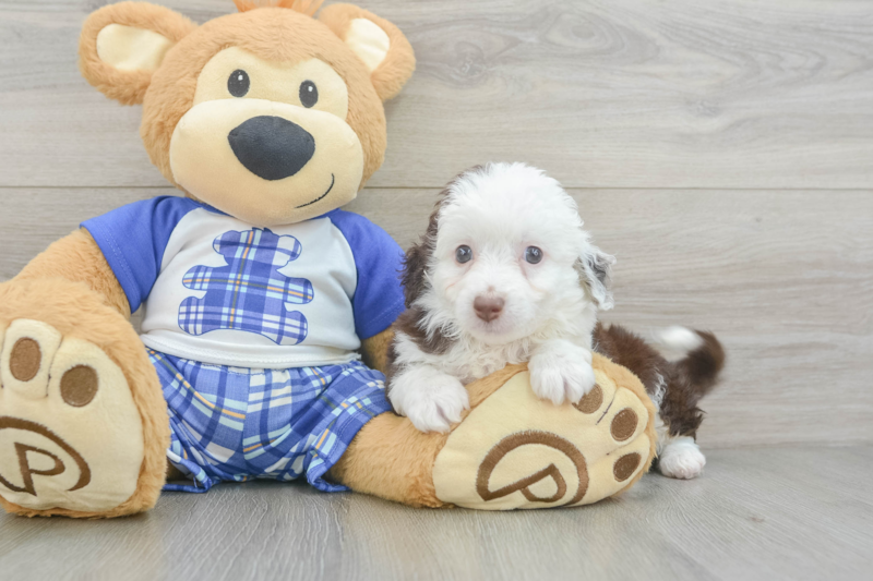 Meet Olaf - our Mini Aussiedoodle Puppy Photo 3/3 - Seaside Pups