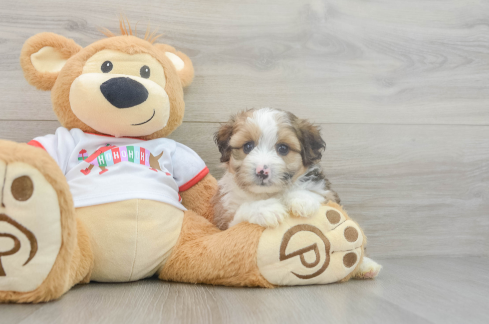 5 week old Mini Aussiedoodle Puppy For Sale - Seaside Pups