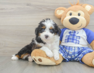 8 week old Mini Aussiedoodle Puppy For Sale - Seaside Pups