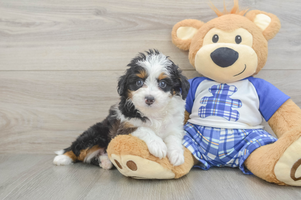 6 week old Mini Aussiedoodle Puppy For Sale - Seaside Pups