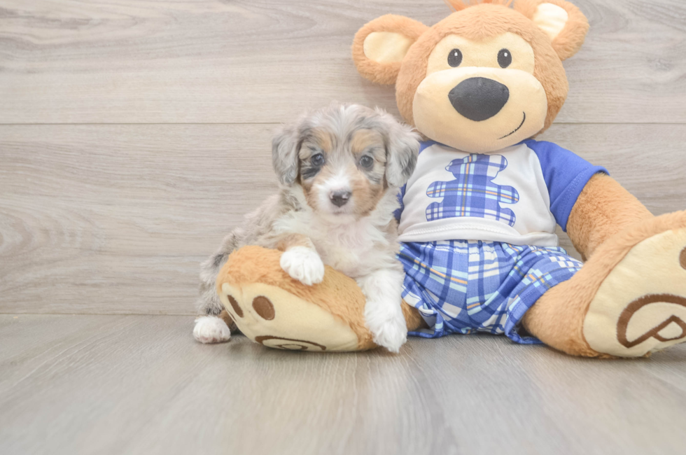 5 week old Mini Aussiedoodle Puppy For Sale - Seaside Pups