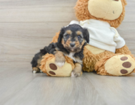 8 week old Mini Aussiedoodle Puppy For Sale - Seaside Pups