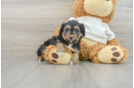 Best Mini Aussiedoodle Baby