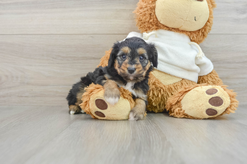 8 week old Mini Aussiedoodle Puppy For Sale - Seaside Pups