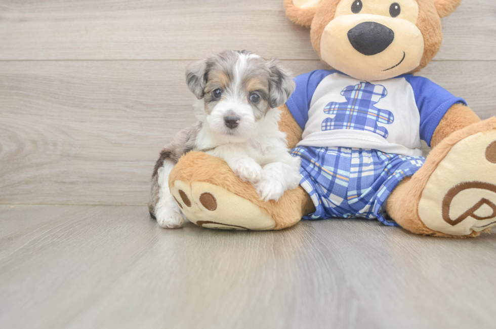 5 week old Mini Aussiedoodle Puppy For Sale - Seaside Pups