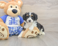 8 week old Mini Aussiedoodle Puppy For Sale - Seaside Pups