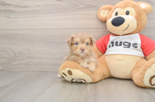 Little Mini Aussiepoo Poodle Mix Puppy