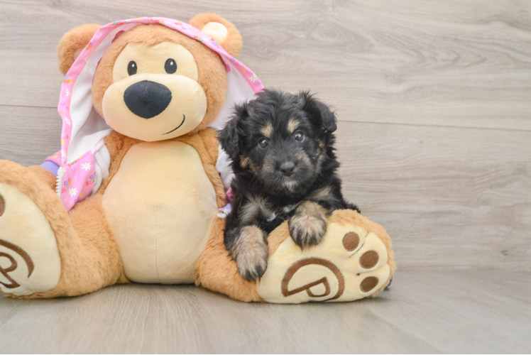 Mini Aussiedoodle Pup Being Cute
